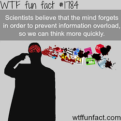 information overload wtffunfact